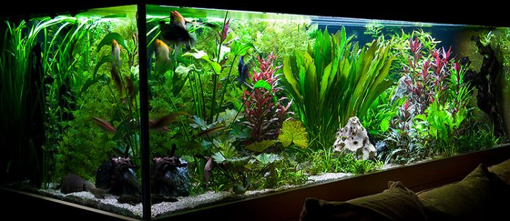 wasseraufbereitungsmittel und für aquarien wasseraufbereitungsmittel und für aquarien