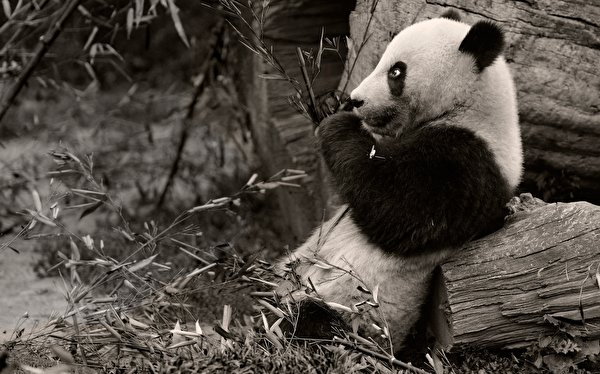 Pandas Fonds D'Écran Gratuits (163 Photo), Téléchargements Images:4 avec Nain Geant Short 2013