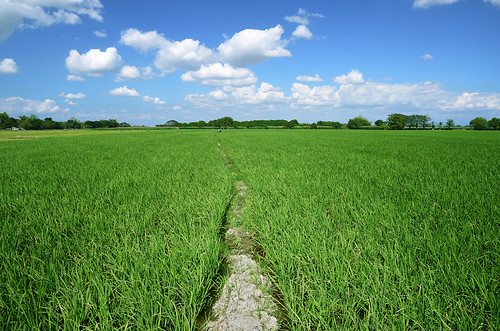 Rice Field | Marco Ras84 | Flickr pour Ras84