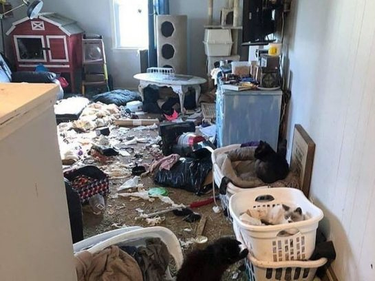 Une Responsable D'Association De Protection Animale Cachait 64 Chats encequiconcerne La Police Fouille Dans Les Frigos