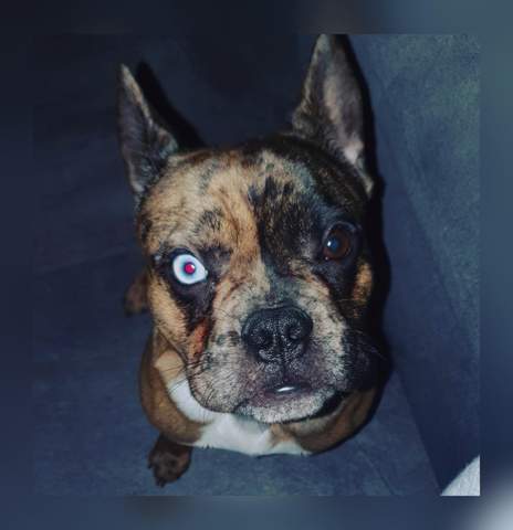 französische bulldogge pitbull mix kaufen französische bulldogge pitbull mix kaufen