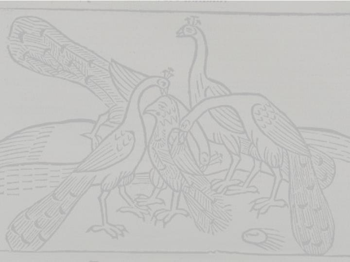 graculus superbus et pavo