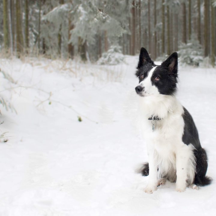 australian shepherd oder border collie australian shepherd oder border collie