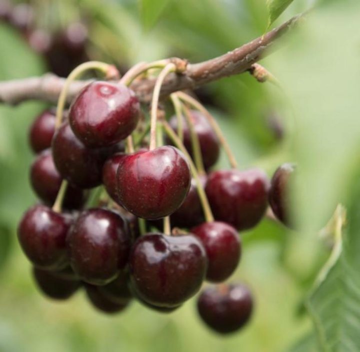 kirschen in der stillzeit kirschen in der stillzeit
