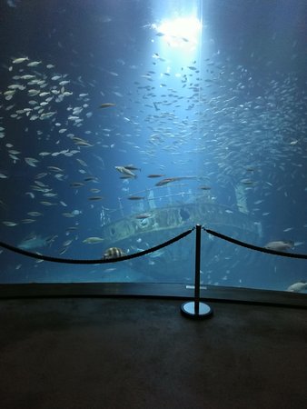 ozeaneum stralsund parken wohnmobil