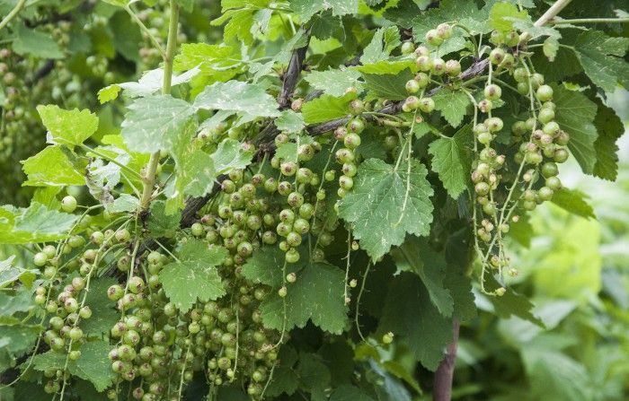 johannisbeere weiße versailler pflege johannisbeere weiße versailler pflege
