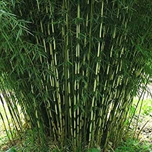 bambus ohne rhizome kaufen