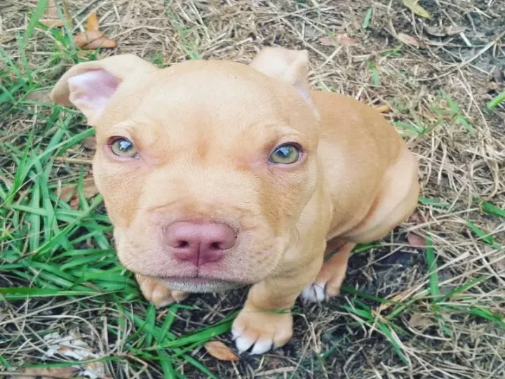 pit bull red nose