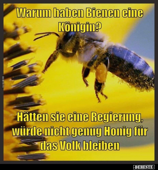 warum summen bienen witz warum summen bienen witz