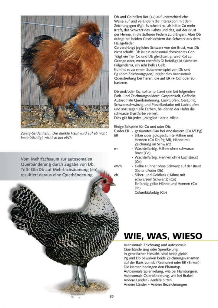 genetik der hühner farben