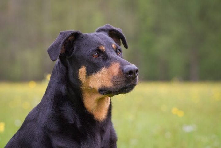 rottweiler labrador mix welpe rottweiler labrador mix welpe
