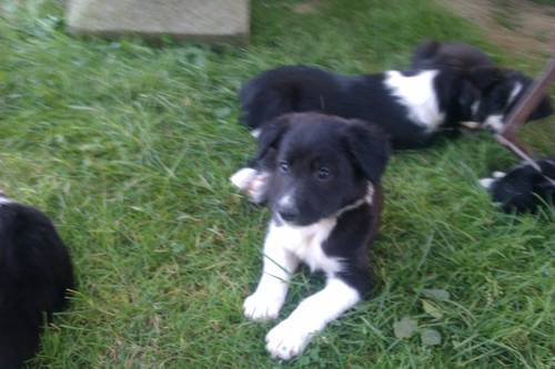 berner sennenhund collie mix welpen berner sennenhund collie mix welpen