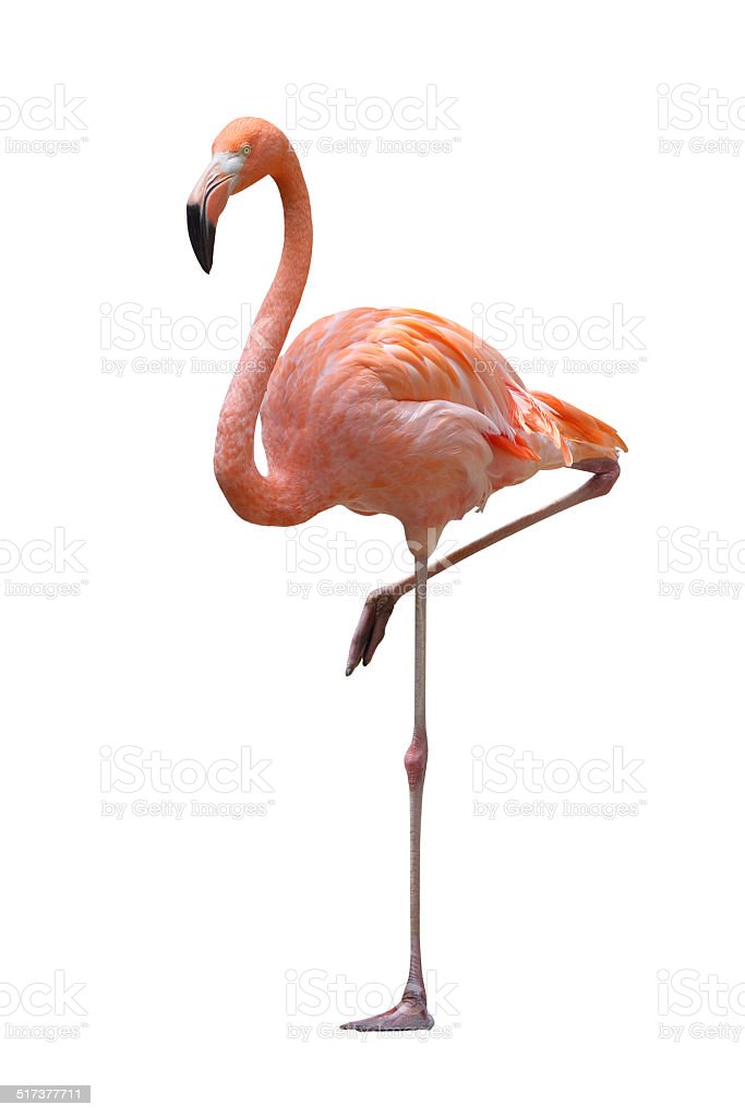 wie macht ein flamingo