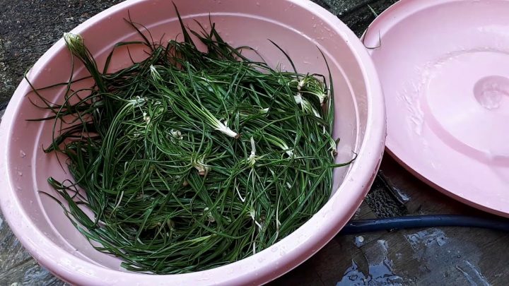 acı çehre otu auf deutsch acı çehre otu auf deutsch