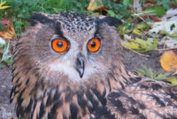 echte eulen bilder echte eulen bilder