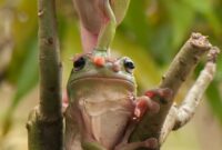 frosch bilder süß frosch bilder süß