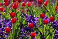 frühlingsbilder kostenlos frühlingsbilder kostenlos