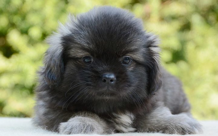 tibetan spaniel welpen tibetan spaniel welpen
