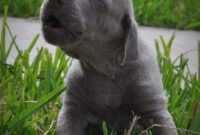 hundebaby bilder hundebaby bilder