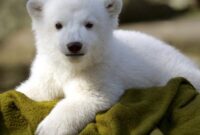 süße bilder von tieren süße bilder von tieren