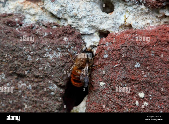 bienen im mauerwerk was tun bienen im mauerwerk was tun