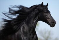 schöne pferde namen