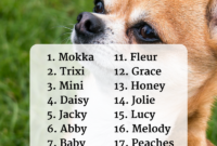lustige namen für kleine hunde lustige namen für kleine hunde