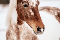 pferde bilder pferde bilder