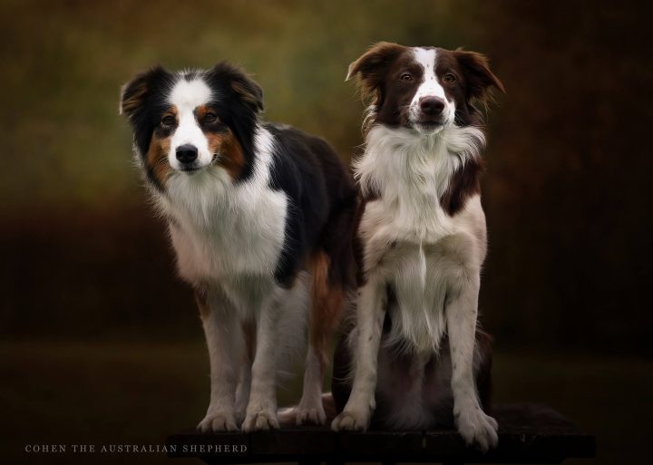border collie oder australian shepherd border collie oder australian shepherd