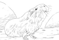 malvorlagen meerschweinchen zeichnen malvorlagen meerschweinchen zeichnen