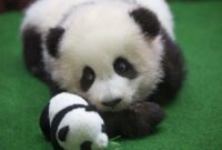 panda bilder süß panda bilder süß
