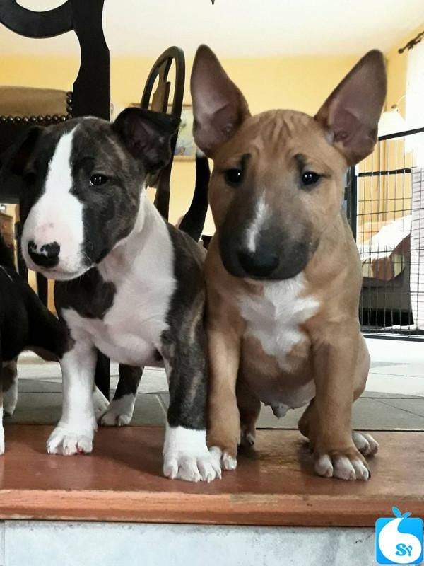 miniatur bullterrier welpen tierheim