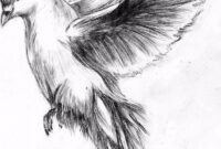 zeichnung vögel zeichnung vögel