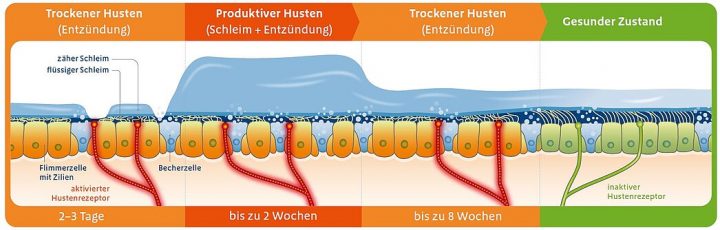 bronchipret und prospan zusammen bronchipret und prospan zusammen