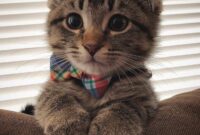 süße katzen bilder süße katzen bilder