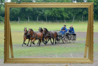pferdegespann kaufen pferdegespann kaufen