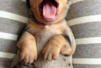 niedliches tier niedliches tier