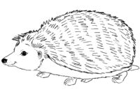 igel ausmalbild igel ausmalbild