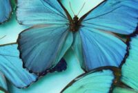 schmetterling bild echt schmetterling bild echt