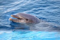 delphin bild delphin bild