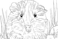 meerschweinchen zum ausmalen