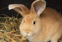 bilder kaninchen bilder kaninchen