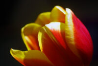 blumengrüße bilder kostenlos