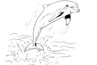 delphin bilder zum ausdrucken