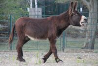 bild vom esel bild vom esel