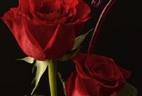 schöne bilder rosen und herzen schöne bilder rosen und herzen