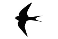 vogel silhouette zum ausdrucken