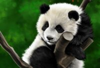 panda bilder