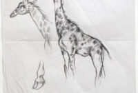 tiere zeichnungen tiere zeichnungen