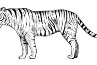 tiger zeichnung tiger zeichnung